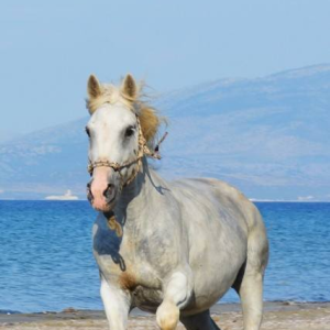 Horse Riding